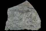 Fossil Fern (Sphenopteris) Plate - Pottsville Formation, Alabama #111197-1